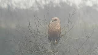 Marsh Harrier, Ely Beet Pits, Cambridgeshire, 28th December 2020