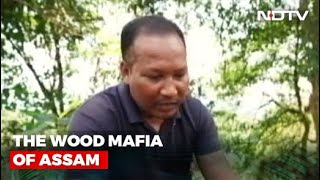 The Wood Mafia of Assam