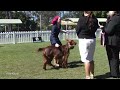 queensland state junior handlers final judging