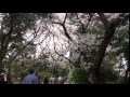 東京国立博物館庭園の桜