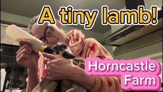 A tiny Southdown X Valais is born and watch a lamb being born - episode 60