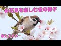 【桜と雀】お花見をするスズメ！