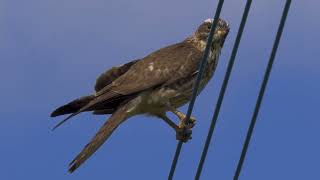 サシバ　Grey-faced buzzard  奄美大島