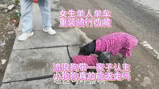 女生单人单车，重装骑行西藏，流浪狗带一家子认主，真的能送走吗？