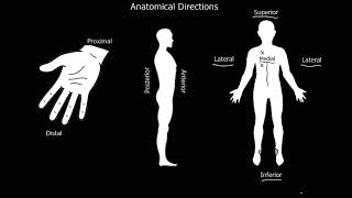 Anatomical Directions