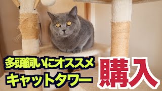 【多頭飼いにオススメ】キャットタワー買い替えました