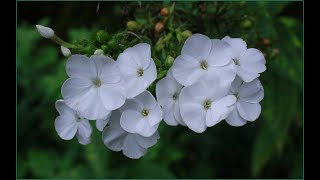 上越.板倉🌾寺野集落ぶら散歩