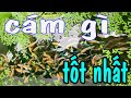 Nên cho cá Betta ăn loại cám nào ? Nhập Khẩu 30 kg Artemia từ USA ✩ 0932548988 Chưa Chắc Betta Farm