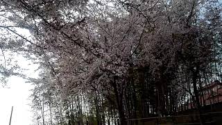 足湯「ちゃぷ～ん」　桜の花吹雪