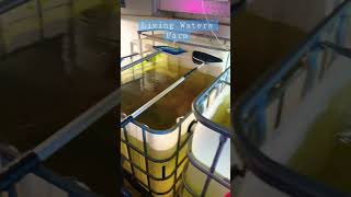 New IBC Tote Tank DIY Raise Fish For Food