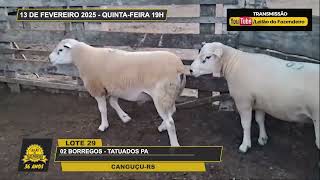 LOTE 29