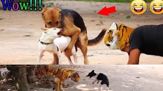 Wow Nice Fake Tiger Pranks Dog Prank Dogs Run Very Funny Try To Not Laugh Challenge #funnydogvideos