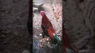 சின்ன வயதில் இருந்தே இந்த ஆசை 🐓🙂🐓🙂