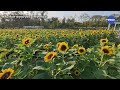 ทุ่งทานตะวัน สวนรถไฟ กรุงเทพ​ฯ เข้าฟรี ใกล้รถไฟฟ้า sunflower field rot fai park chatuchak