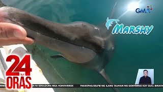 Marine mammals na biktima ng dynamite fishing at stranding, ni-rescue ng rehab facility... | 24 Oras