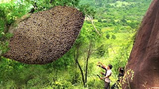 Primitive Technology Harvesting Honey Beehive On The Big Tree In The Forest