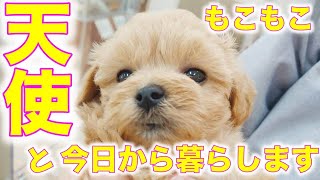 【新しい家族】天使のような子犬のモコとここから初まる物語 トイプードル×マルチーズ The kids were impressed when they bought the puppy