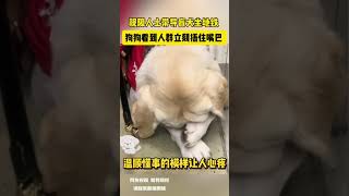 视障人士带导盲犬坐地铁 狗狗看到人群立刻捂住嘴巴 温顺懂事的模样感动无数人