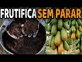 Esse Adubo FAZ EXPLODIR de Tantos Frutos (Mamão o Ano Todo)