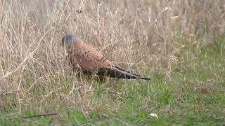 Common kestrel - Falco tinnunculus