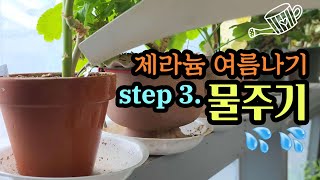 [4K] 제라늄 여름나기 더위에도 안전한 여름 물주기법~ 제라늄 여름나기 스텝 3. 물주기 #제라늄 #pelargonium