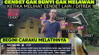 CARA MELATIH CENDET YANG MALAS BUNYI KETIKA MELIHAT LAWAN || Cara Merawat Cendet