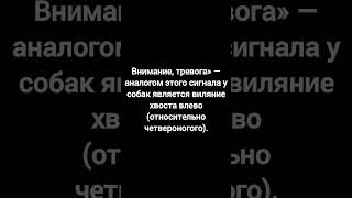 Факт про собак №102#shorts