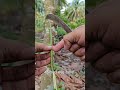 ungrafted vs grafted cacao propagation