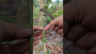 ungrafted vs grafted cacao propagation