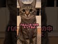 保護猫ピノと会話！弟猫を探してるの？ 猫 保護猫