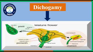 What is Dichogamy \u0026 it,s types? | Protandry \u0026 Protogyny? | General Plant Breeding