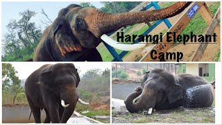 Exploring Harangi Elephant Camp: Bathing, Feeding, and Captivating Moments 🐘 | Coorg | Karnataka