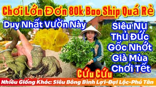 24/11☎️0373398572☎️🌲mai vàng chơi Tết giá rẻ🌲siêu Bông bình lợi-cúc thọ hương-đại lộc-phú tân...🌲