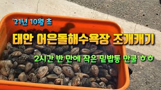 서해 갯벌체험 : 태안 어은돌 해수욕장 조개잡이 해루질