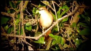 Yet undescribed Certhiaxis Spinetail Endemic from Bananal Island region.