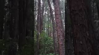 Vagamon pine forest #travel #pineforest #vagamon #kottayamdiaries