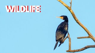 WILDLIFE FOTOGRAFIE in de Bourgoyen (Gent), wildlife en vogels spotten - foto-tips in praktijk