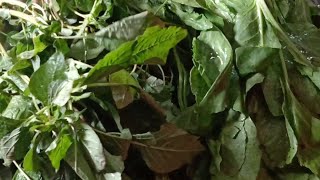 Palak Chaulai ka Saag / Palak Saag / Chaulai Saag / Chaulai Palak Healthy Recipe / Spinach Recipe