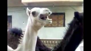 Peter Griffin Camel Tickle