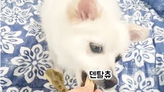 [댕냥이들의 레알리뷰] 씹으면 저절로 치석 관리까지 되는 간식!