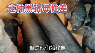 很多想养黑猪的人都错了，这种黑猪母性极差不宜做母本