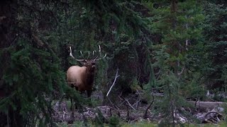 Elk Hunting Kill Shot Compilation: 27 Epic Elk Hunting Kill Shots from Elk101.com!