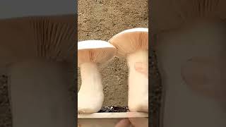 Harvesting Mushroom in the pot