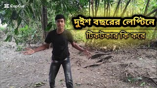 দুইশ বছরের লেপ্টিনে টিকটকার কি করে  || Funny video