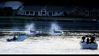 Bremerton Beat Blast: whales, a faster ferry & a sinking ship