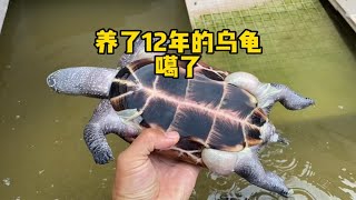 养了12年的乌龟走了