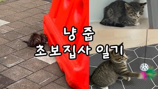 도로공사장에서 냥줍 하다 - 통통이와의 첫 일주일