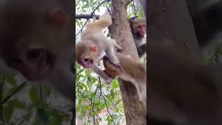 monkey baby 🥺😫🥺😫 #shorts #short #shortvideo #shortsvideo #monkey