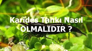 Karides Besleme Koşulları nasıl olmalıdır ?