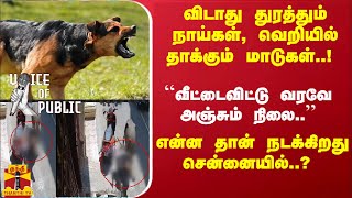 துரத்தும் நாய்கள், தாக்கும் மாடுகள்..! ``அஞ்சும் மக்கள் ..'' என்ன தான் நடக்கிறது சென்னையில்..?